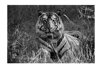 In Predatory Light 4 In Predatory Light 4