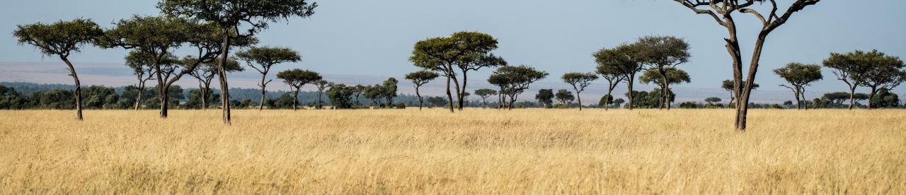 Savannah grass and trees - photo by David Clode - photo by David Clode