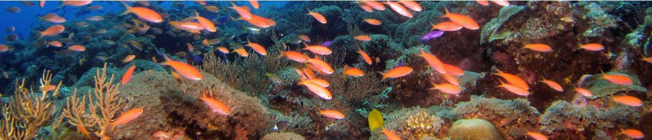 Orange fish in the ocean - photo by Hiroko Yoshii Orange fish in the ocean - photo by Hiroko Yoshii - photo by Hiroko Yoshii