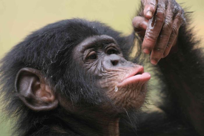 Kara the Bonobo is playing with water