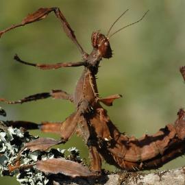 The Durrell Effect: How Animals Define Humanity